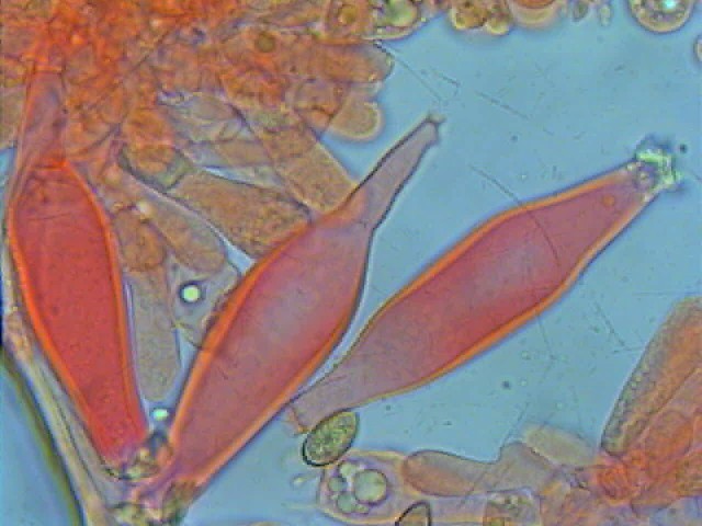 Inocybe 1 (cfr. Inocybe posterula)